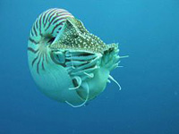 Nautilus Fibonacci Sequence found in nature 