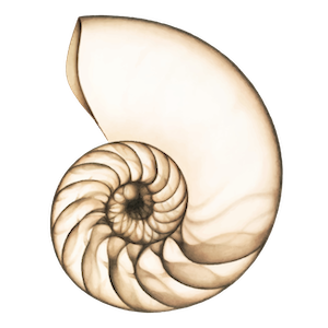 the fibonacci shell