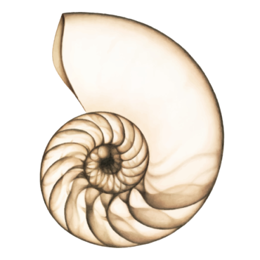 transparent fibonacci spiral